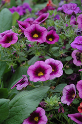Hula Lavender Calibrachoa (Calibrachoa 'Hula Lavender') at Lakeshore Garden Centres