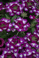 Wicked Great Grape Verbena (Verbena 'Wicked Great Grape') at Lakeshore Garden Centres