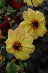 Mystic Haze Dahlia (Dahlia 'Mystic Haze') at Lakeshore Garden Centres