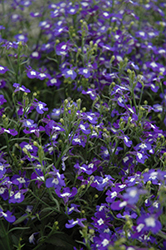Hot Blue With Eye Lobelia (Lobelia 'Hot Blue With Eye') at Lakeshore Garden Centres