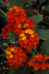 Bandana Red Lantana (Lantana camara 'Bandana Red') at Lakeshore Garden Centres