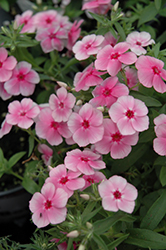 Phloxy Lady Pink Annual Phlox (Phlox 'Phloxy Lady Pink') at Lakeshore Garden Centres