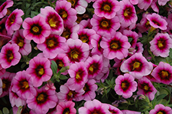 Hula Soft Pink Calibrachoa (Calibrachoa 'Hula Soft Pink') at Lakeshore Garden Centres