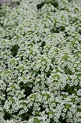 Stream Silver Sweet Alyssum (Lobularia maritima 'Stream Silver') at Lakeshore Garden Centres