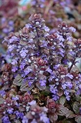 Bronze Beauty Bugleweed (Ajuga reptans 'Bronze Beauty') at Lakeshore Garden Centres