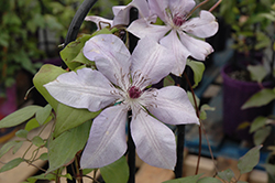 Moonfleet Clematis (Clematis 'Evipo046') at Lakeshore Garden Centres