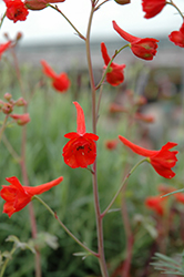 Beverly Hills Scarlet Delphinium (Delphinium cardinale 'Beverly Hills Scarlet') at Lakeshore Garden Centres