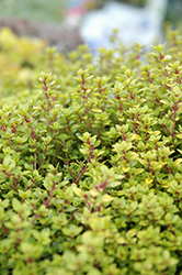 Archer's Gold Thyme (Thymus x citriodorus 'Archer's Gold') at Lakeshore Garden Centres