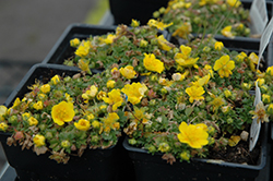Alpine Cinquefoil (Potentilla verna 'Nana') at Lakeshore Garden Centres