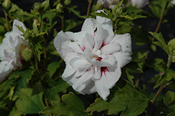 China Chiffon Rose of Sharon (Hibiscus syriacus 'Bricutts') at Lakeshore Garden Centres