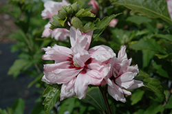 Blushing Bride Rose Of Sharon (Hibiscus syriacus 'Blushing Bride') at Peter Knippel Garden Centre