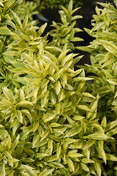 Citrus Swizzle Forsythia (Forsythia viridissima 'MckCitrine') at Lakeshore Garden Centres