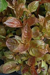 Wings Of Fire Weigela (Weigela florida 'Wings Of Fire') at Lakeshore Garden Centres