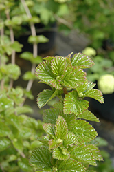 All That Glows Viburnum (Viburnum dentatum 'SMVDBL') at Peter Knippel Garden Centre