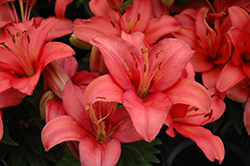Lily Looks Tiny Robin Lily (Lilium 'Tiny Robin') at Lakeshore Garden Centres