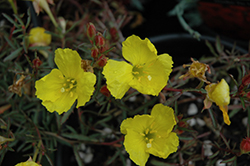 Prairie Lode Sundrops (Calylophus serrulatus 'Prairie Lode') at Lakeshore Garden Centres