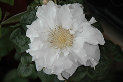 Veronica's Choice Clematis (Clematis 'Veronica's Choice') at Lakeshore Garden Centres