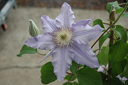 Angelique Clematis (Clematis 'Angelique') at Lakeshore Garden Centres