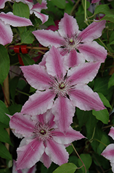Cherokee Clematis (Clematis 'Cherokee') at Peter Knippel Garden Centre