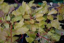 Lemon Lace Silver Lace Vine (Polygonum aubertii 'Lemon Lace') at Lakeshore Garden Centres
