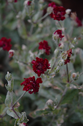 Gardener's World Rose Campion (Lychnis coronaria 'Blych') at Lakeshore Garden Centres