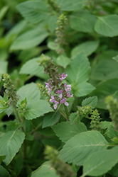 Holy Basil (Ocimum tenuiflorum) at Lakeshore Garden Centres