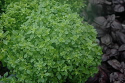Aristotle Basil (Ocimum basilicum 'Aristotle') at Lakeshore Garden Centres