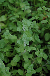 Zaatar Oregano (Origanum syriacum 'Zaatar') at Lakeshore Garden Centres