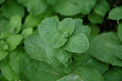 Apple Mint (Mentha suaveolens) at The Mustard Seed