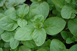 Lemon Bergamot Mint (Mentha x piperita 'Citrata') at Lakeshore Garden Centres