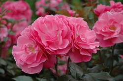 Grandma's Blessing Rose (Rosa 'Grandma's Blessing') at Lakeshore Garden Centres