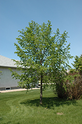 Golden Cascade Linden (Tilia cordata 'Golden Cascade') at Lakeshore Garden Centres