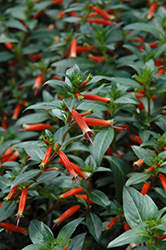 Vermillionaire Large Firecracker Plant (Cuphea 'Vermillionaire') at Lakeshore Garden Centres
