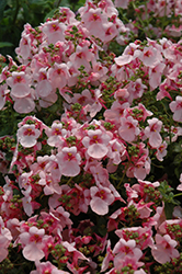 Flirtation Pink Diascia (Diascia 'Flirtation Pink') at Lakeshore Garden Centres
