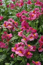 Sunsatia Raspberry Nemesia (Nemesia 'Sunsatia Raspberry') at Lakeshore Garden Centres