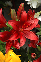 Lily Looks Tiny Dragon Lily (Lilium 'Tiny Dragon') at Lakeshore Garden Centres