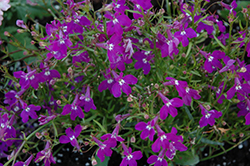 Waterfall Purple Lobelia (Lobelia erinus 'Waterfall Purple') at Lakeshore Garden Centres