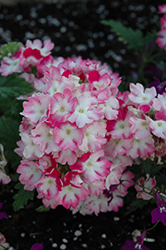 Wicked Pink Pepper Verbena (Verbena 'Wicked Pink Pepper') at Lakeshore Garden Centres