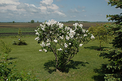 Beauty of Moscow Lilac (Syringa vulgaris 'Beauty of Moscow') at Golden Acre Home & Garden