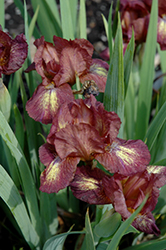 Be Little Iris (Iris 'Be Little') at Lakeshore Garden Centres