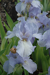 Sea Patrol Iris (Iris 'Sea Patrol') at Lakeshore Garden Centres