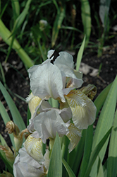 Chalk Mark Iris (Iris 'Chalk Mark') at Lakeshore Garden Centres