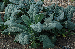 Toscano Kale (Brassica oleracea var. sabellica 'Toscano') at A Very Successful Garden Center