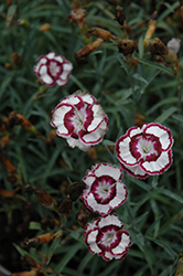 Raspberry Swirl Pinks (Dianthus 'Devon Siskin') at Lakeshore Garden Centres