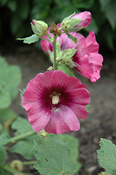Halo Cerise Hollyhock (Alcea rosea 'Halo Cerise') at Lakeshore Garden Centres