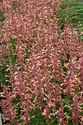 Peachie Keen Hyssop (Agastache 'Peachie Keen') at Lakeshore Garden Centres