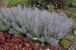 Peek-A-Blue Russian Sage (Perovskia atriplicifolia 'Peek-A-Blue') at Lakeshore Garden Centres