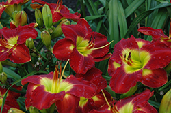 Passion For Red Daylily (Hemerocallis 'Passion For Red') at Peter Knippel Garden Centre