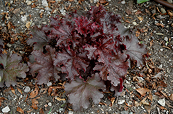 Ruffles 'n Truffles Coral Bells (Heuchera 'Ruffles 'n Truffles') at Lakeshore Garden Centres
