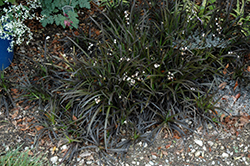 Black Mondo Grass (Ophiopogon planiscapus 'Niger') at Lakeshore Garden Centres